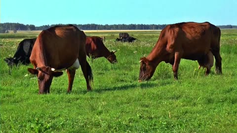 herd of cows