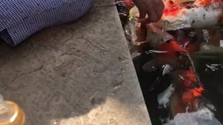 Feeding japanese fish Koi