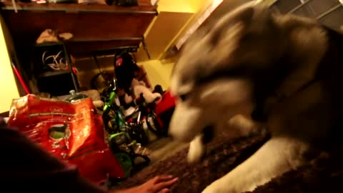 Guard Dog Test! Siberian Husky Protects Owner!