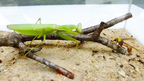 Deadly PRAYING MANTIS vs HORNET and WASP BRUTAL FIGHT - Insect Stories-15