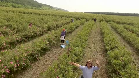 The Bulgarian Rose - Chi Natural Life