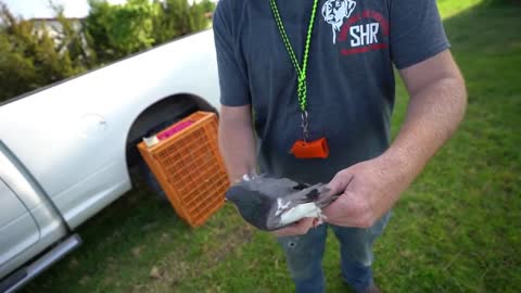 Training My Labrador Retriever with Live Pigeons!