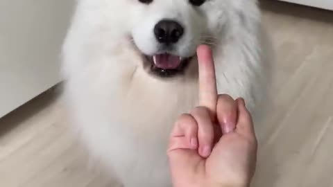 Reaction of dogs on showing middle finger.