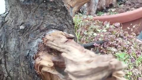 Making deadwood bonsai tree