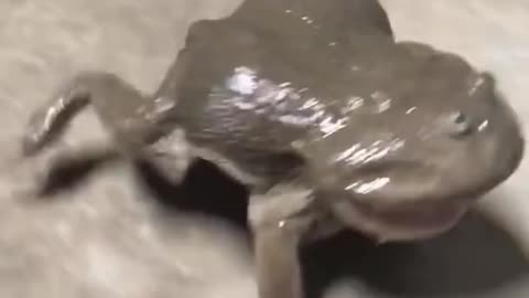 Creepy Frog Sounds