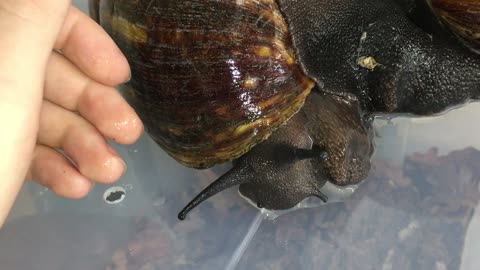 Two Giant West African Snails