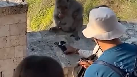 In Bali, monkeys have learned to steal phones and eyeglasses and trade them for food.