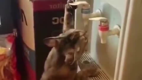 Kucing lucu ngakak abis