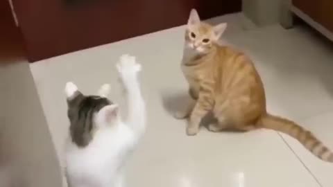 Funny Animal Videos Of The Day 0045! 😂😂