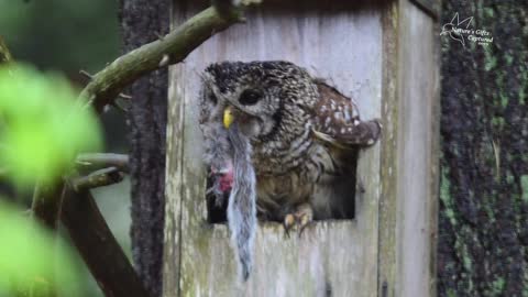 Barred Owl Nestbox May 2019