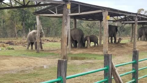 wild elephant mating domestic elephant.