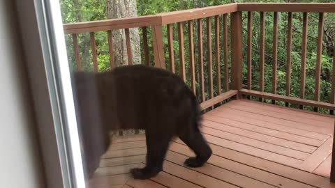 Momma Bear and Cub On Porch in Gatlinburg - BJBourg