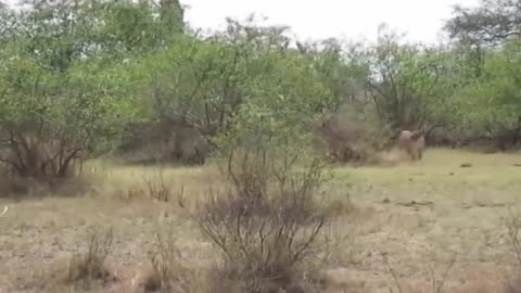 Lion Hunts Monkey on the Tree. Lion vs Monkey Perfect Predator Compilation | Lion Hunting Fail