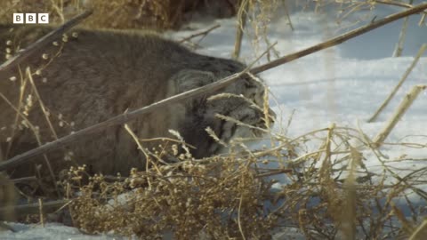 World’s Grumpiest Cat| Frozen Planet,!!