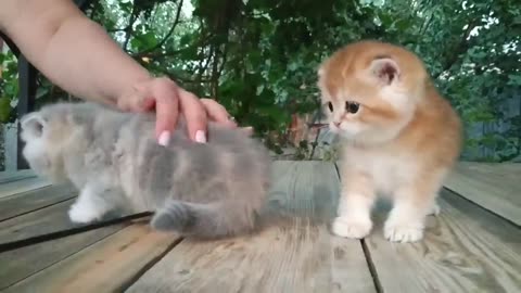 Three little teddy kittens