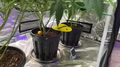 Growing tips in the weed room