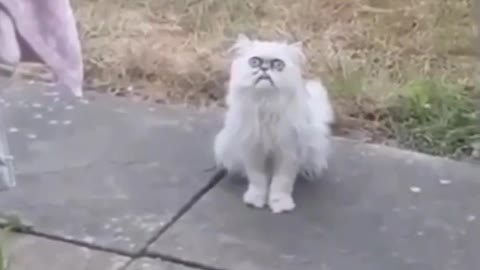 The scariest cat in the world