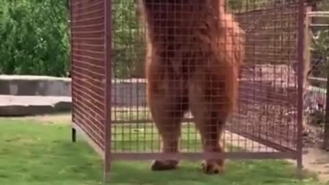 Giant tibetan mastiff wants to play