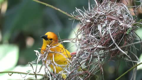 How do birds make their home । Birds video