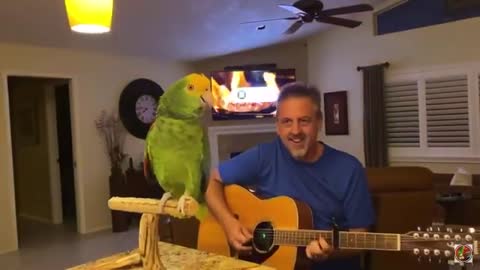 Parrot Singing