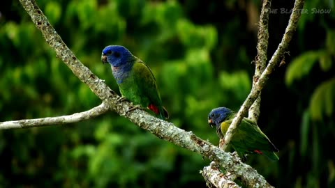 Colorful Birds in 4K - Planet Earth 4K | Beautiful Bird Sounds Nature Relaxation 4K UHD 60 FPS