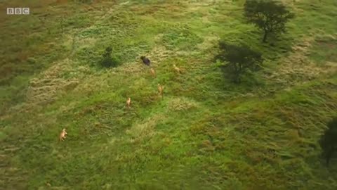 Lion pride wshunt buffalo 🦁 Serengeti II - BBC_Cut