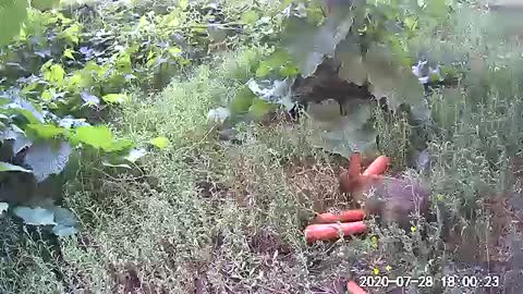 Bunny's in the wild 1