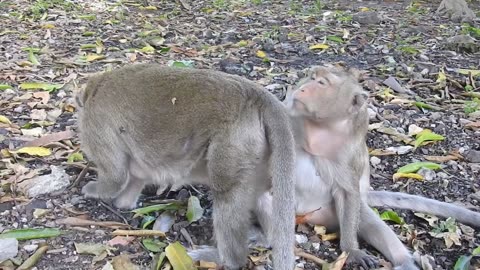 Monkey Jump Down From The Tree