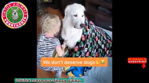 Funny video cute dog