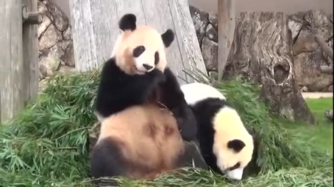 Pandas trying to make themselves extinct - Funny fails compilation