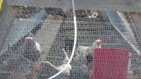 Flock it Farm: How to increase chicken egg laying in winter months