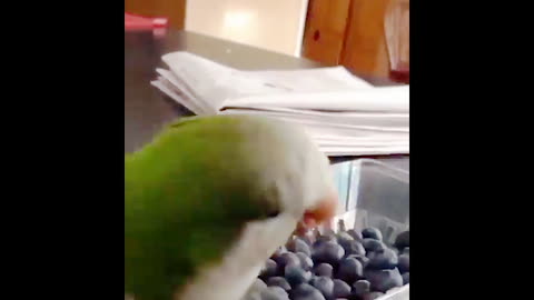 Bird tries to eat berries