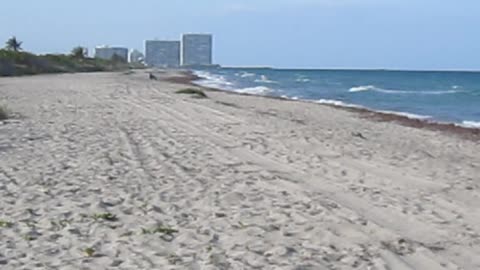 Dania Beach, FL — John U. Lloyd Beach State Park