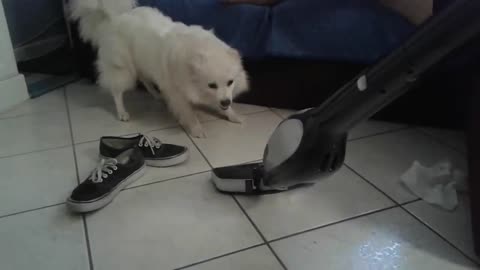 Dalia, My Pomeranian Doesn't Like Technology