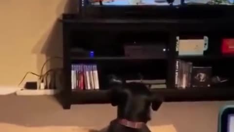 My dog freak out when watching skeleton on tv