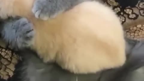 Cute Kitten Hug Video