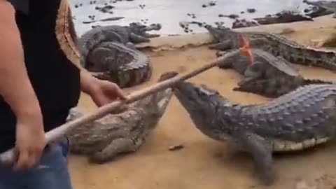 Hunting a crocodile with a shovel