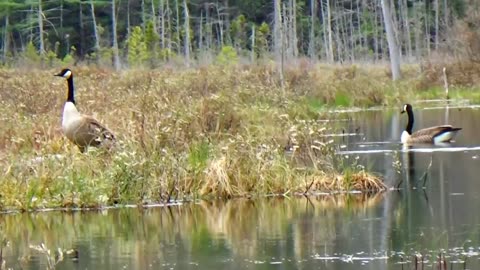 Canada Geese