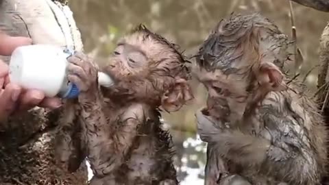 Cute monkey babies