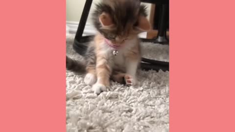 Top Funny Cute Kitten Random Viral Clips