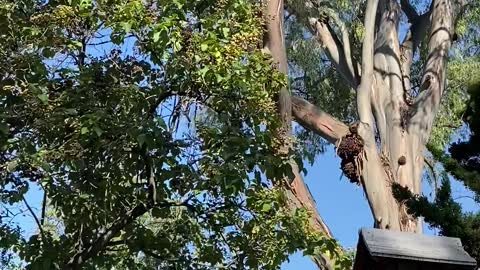 Tree Falls In Japanese Garden