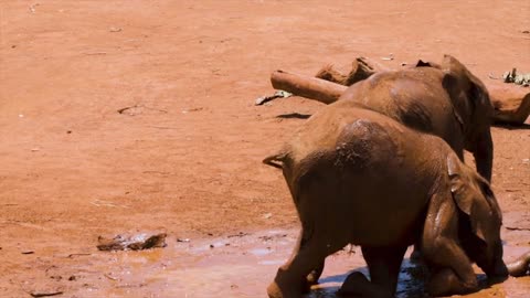 Cute baby elephant play with his brother