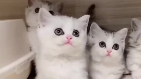 Share this adorable video with #cutecat #catvideos #kitten #adorable #cats #shorts