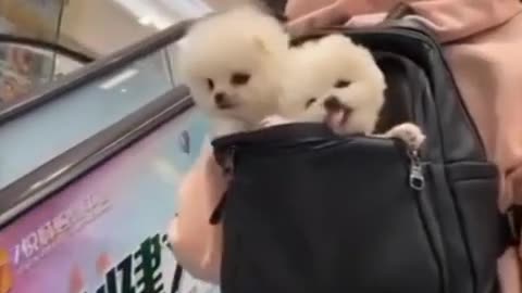 Cute puppy