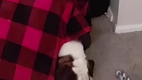 Dog Gets Stuck Under Blanket