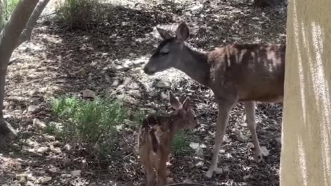 A baby deer at door ll A new fawn come to the garden everyday 2022