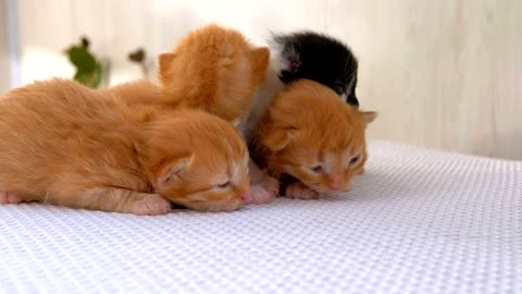 Newborn fluffy kittens