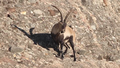 Male spanish ibex walking on a rocky mountain.