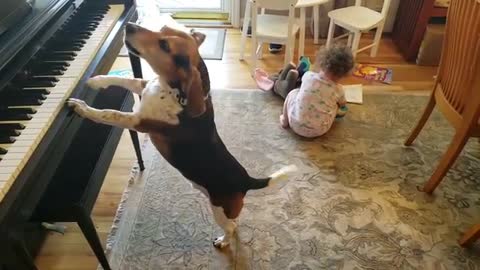 dog playing piano