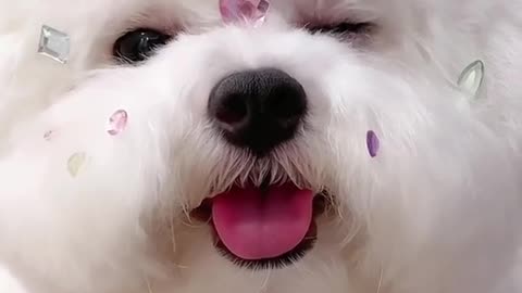 Do you like the wink puppy